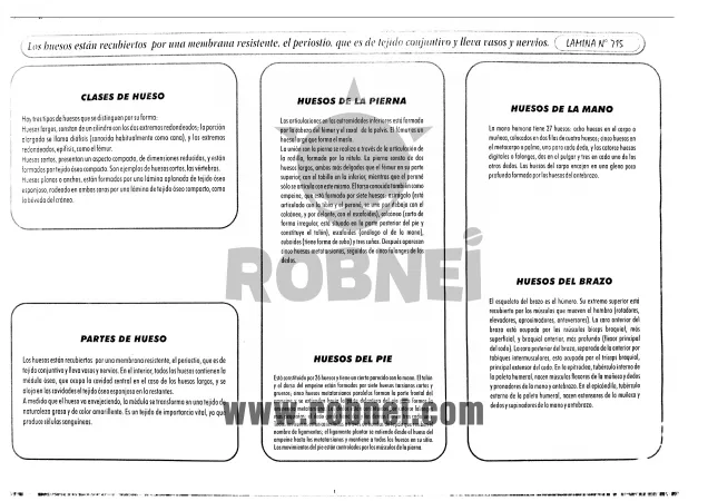 Funcion De Locomocion Del Sistema Oseo 